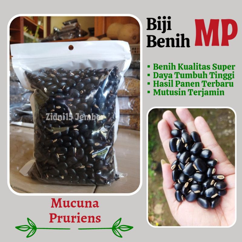 100 gram benih LCC mucuna pruriens (MP)/ kekara