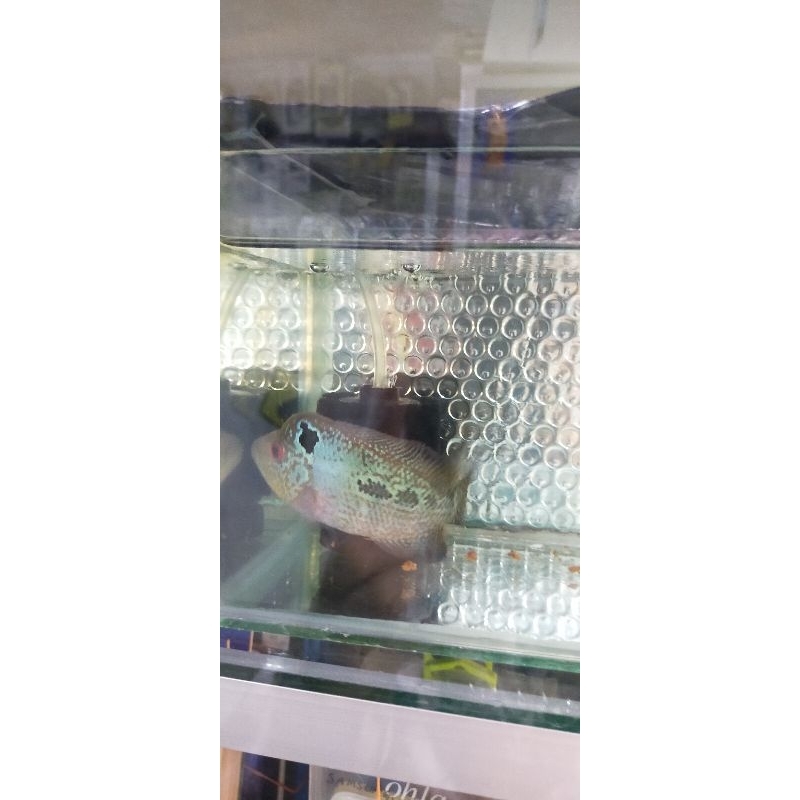 ikan louhan GB Kamfa.jantan