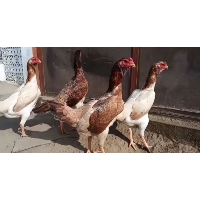 shamo japan  TELUR FERTIL.