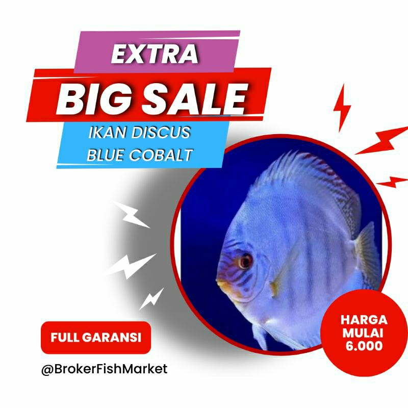 Packing Styrofoam Discus Blue cobalt 1"inch