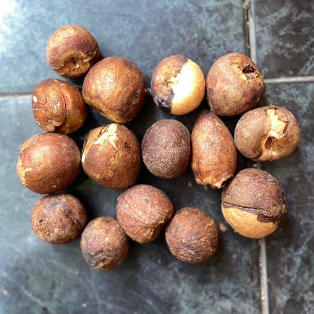 Biji Alpukat Siap Semai Avocadoid