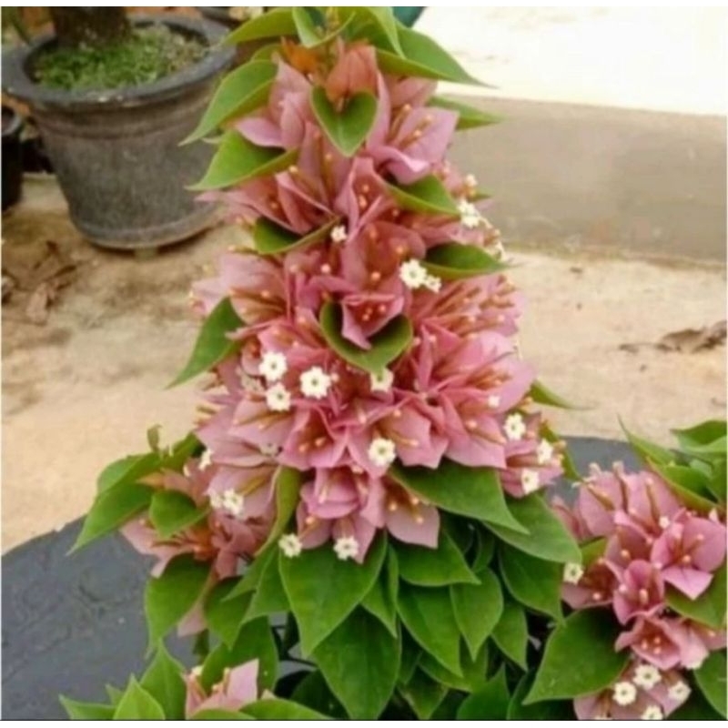 bibit tanaman hias hidup bunga Bougenville mikro Singapore peach