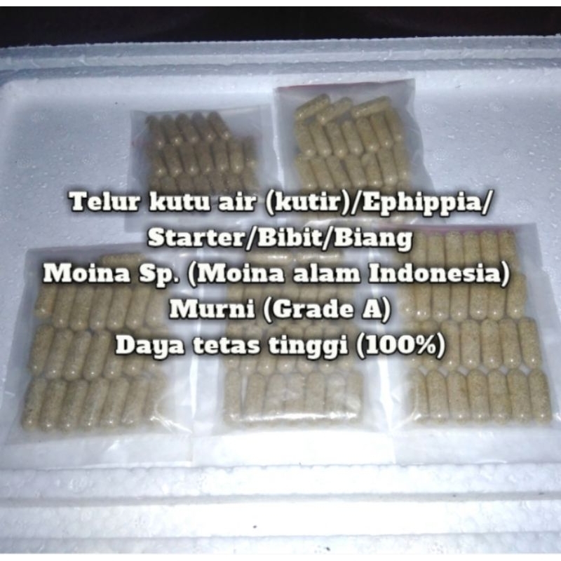 Telur Kutir/Ephippia/Bibit/Starter/Biang ~ Moina Sp. Murni (Grade A)