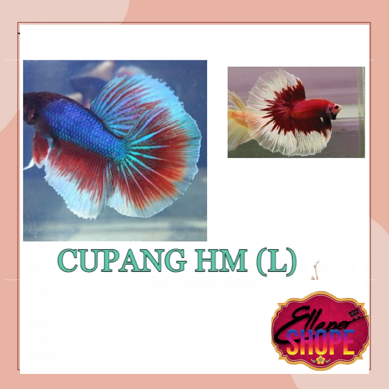 maian Cupang HM / HM / cupang halfmoon