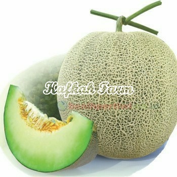 Benih 1 Biji Melon PERTIWI F1