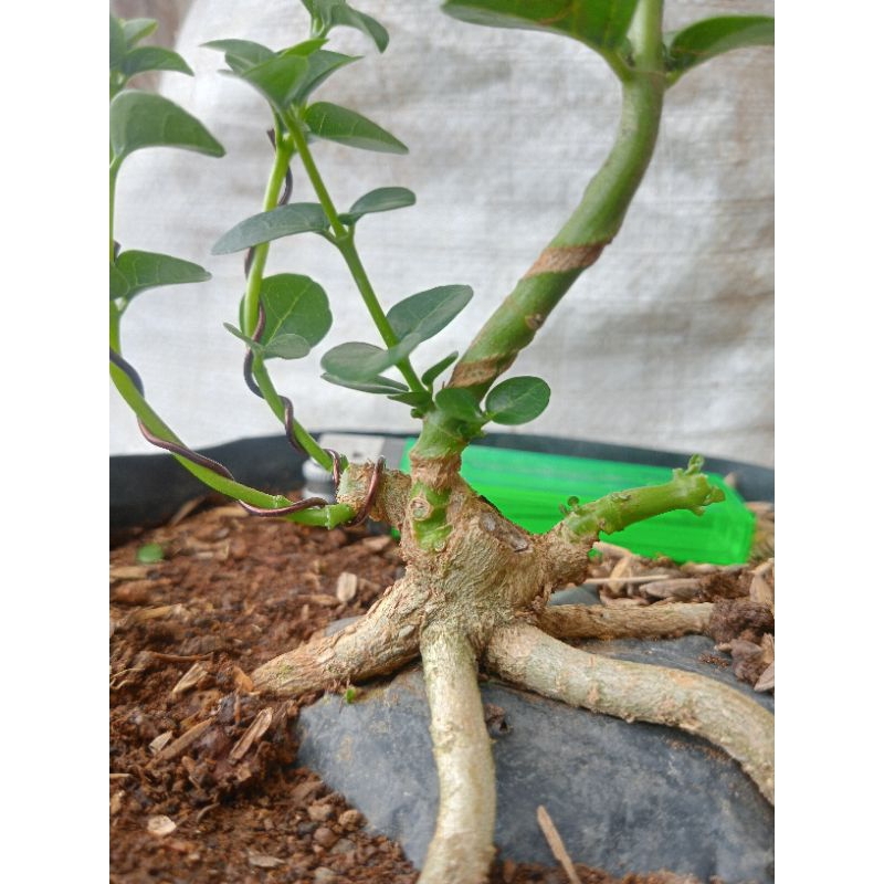 Bahan Bonsai Sancang Mame Prokar Program Akar Realpict Sesuai Foto