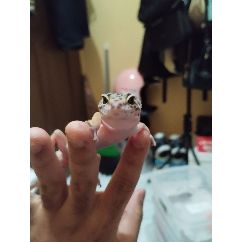 mainan GECKO anak HIDUP (TREMPER)