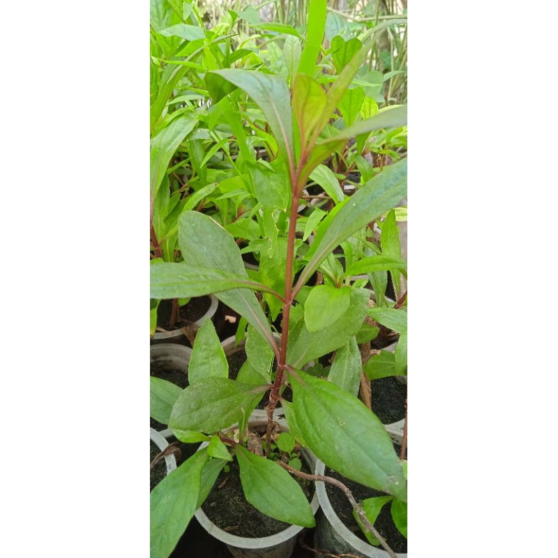 bibit tanaman prasman/gelek/genjik