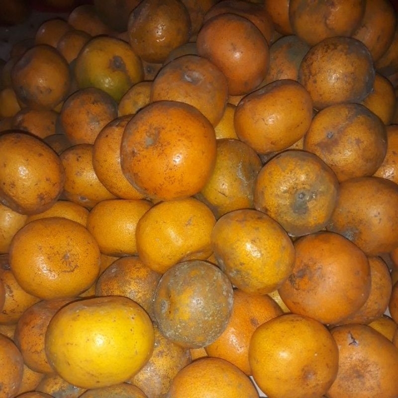 

jeruk brastagi MANIS D TOP 1 kg