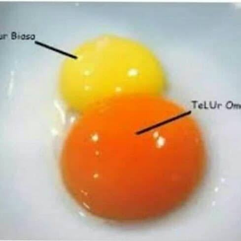 

RB Telur Ayam Negeri Omega 3 - 30 Pcs / Tray Grade A Fresh Bersih Orange