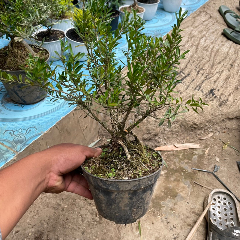 bahan bonsai boxus