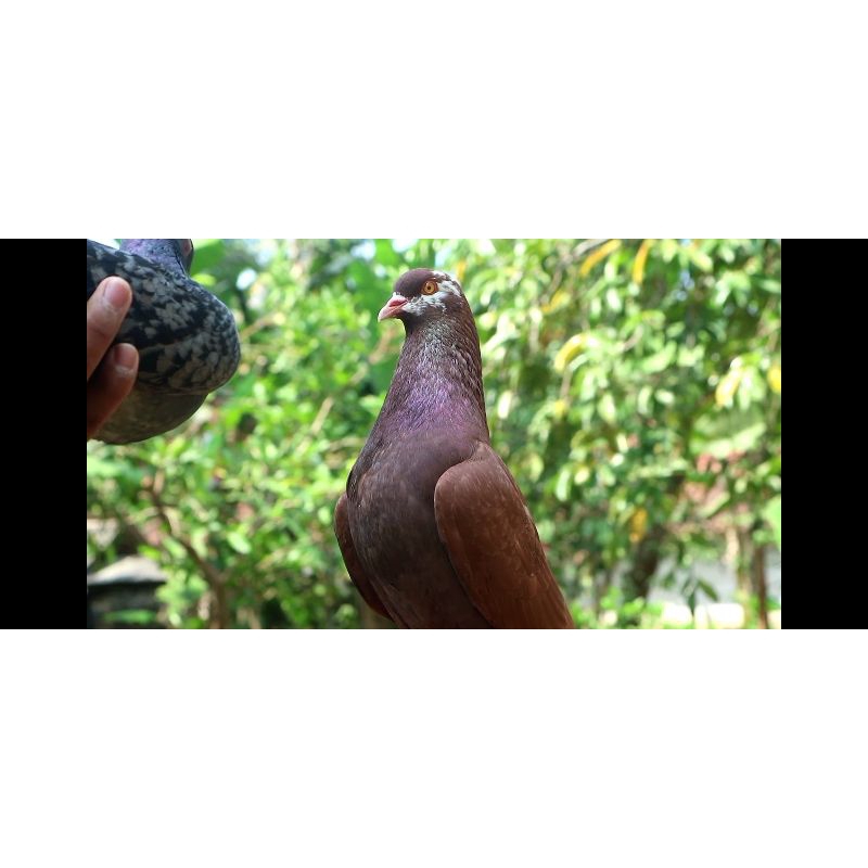 Merpati Kolong Siap Lomba Pasca Mabung