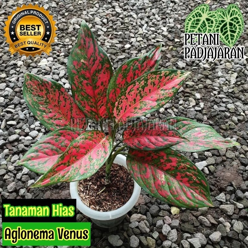 Tanaman Hias Aglonema Venus - Aglonema Venus