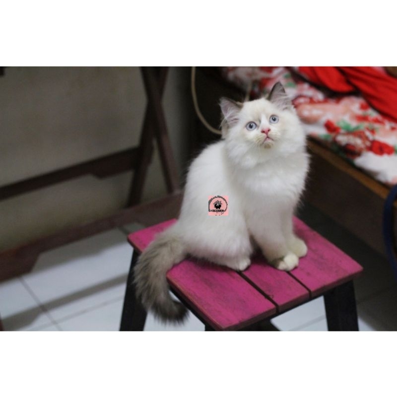 request bolabulu ragdoll jantan 3 bulan