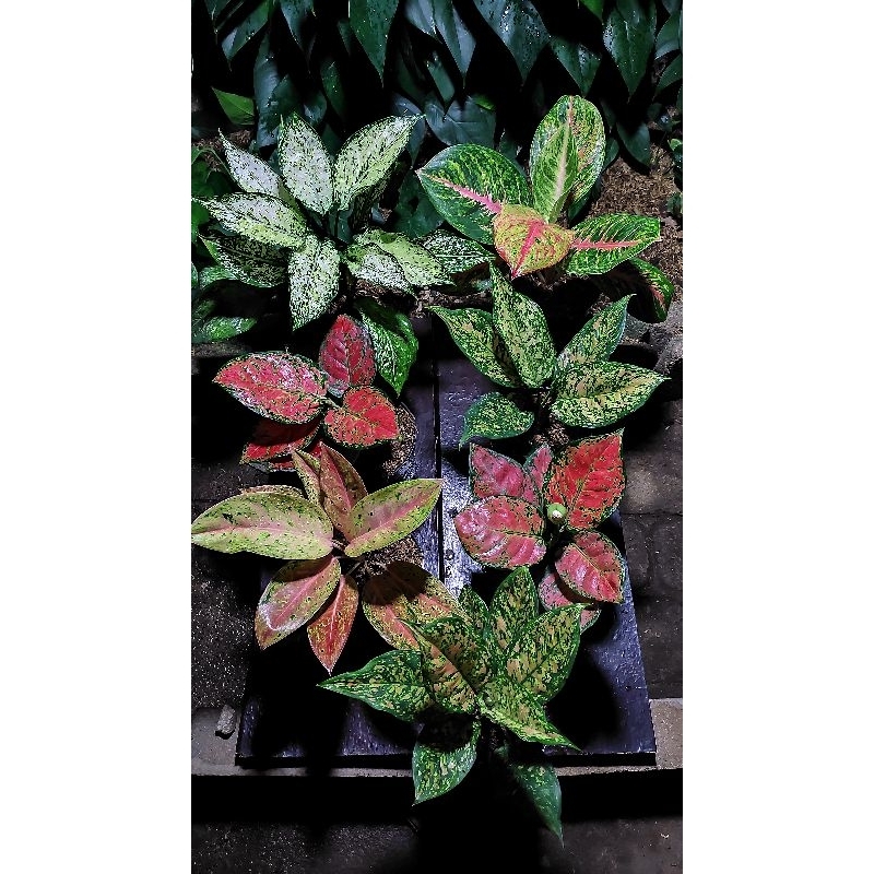 AGLOMEMA PAKET 100 ribu