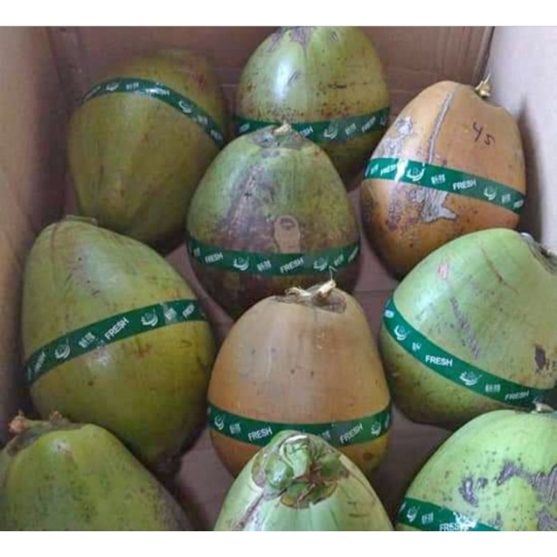 

kelapa kopyor genjah asli pati