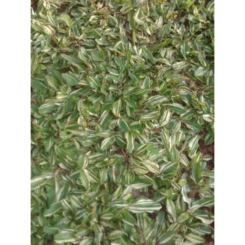 Rumput gajah mini varigata 3 meter persegi