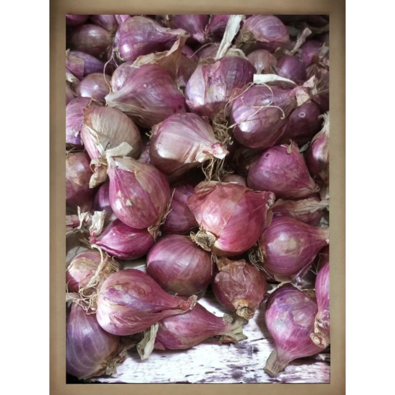 

bawang merah Bima Besar