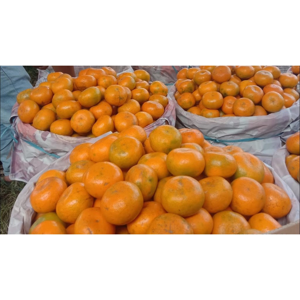 

Jeruk Brastagi A & B