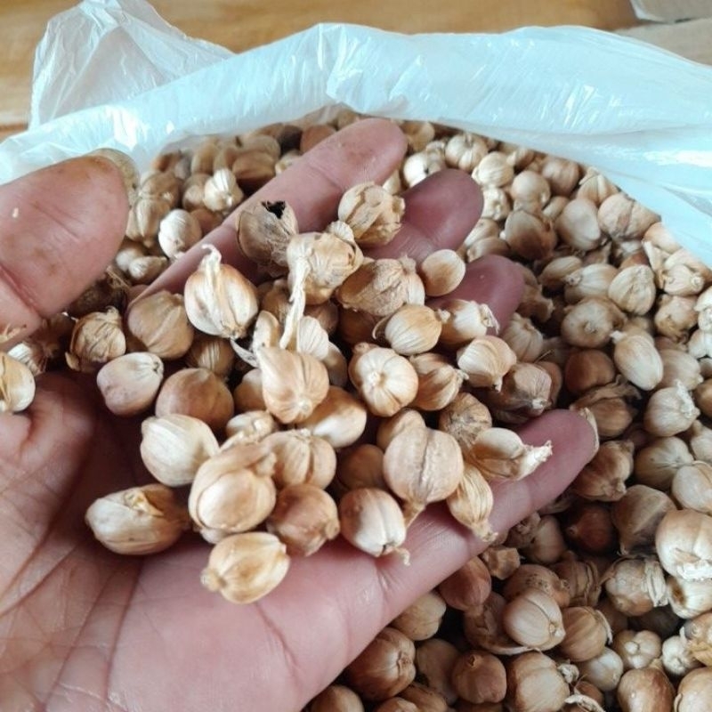 

kapolaga kering 250g