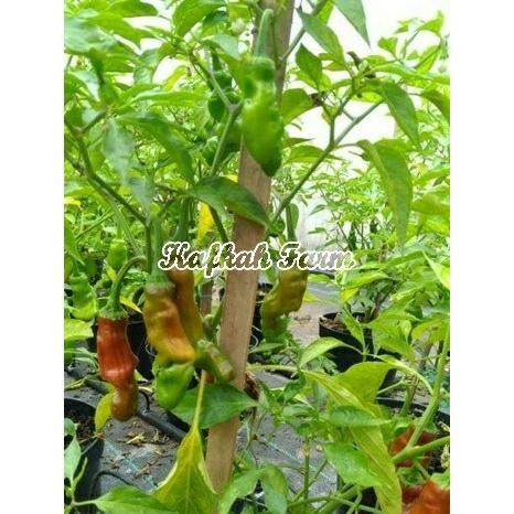 Benih 2 Biji Cabe Hias RED PETER