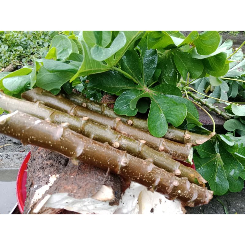 Bibit Singkong Daun keriting