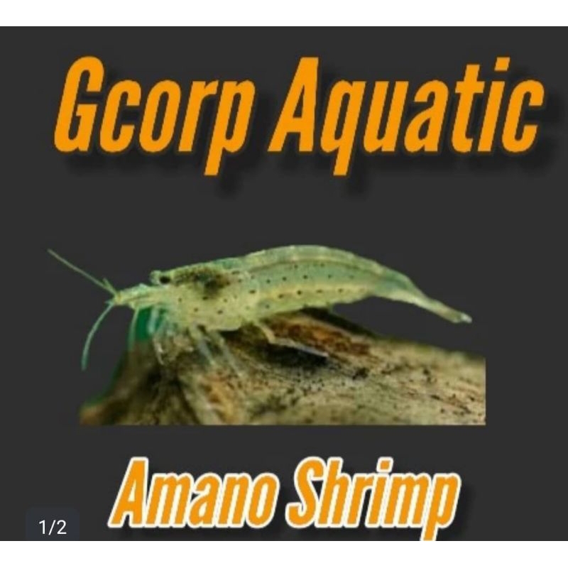 Hiasan Aquarium Amano Shrimp (Aquascape)