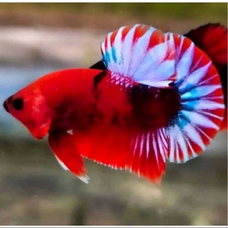 CUPANG HELLBOY BOLD STAR BERKUALITAS HIASAN AQUARIUM