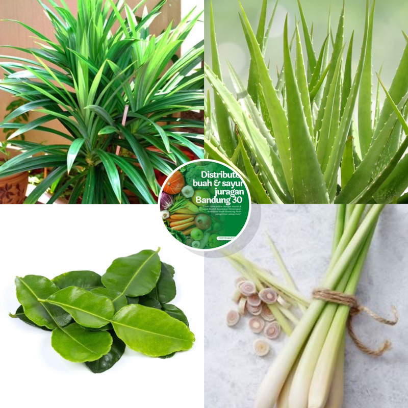 

Daun pandan/Sereh/daun jeruk/lidah buaya kebutuhan buah dan sayur Bandung grosir sembako juragan30