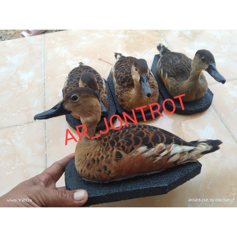 Jontrot Belibis Kembang