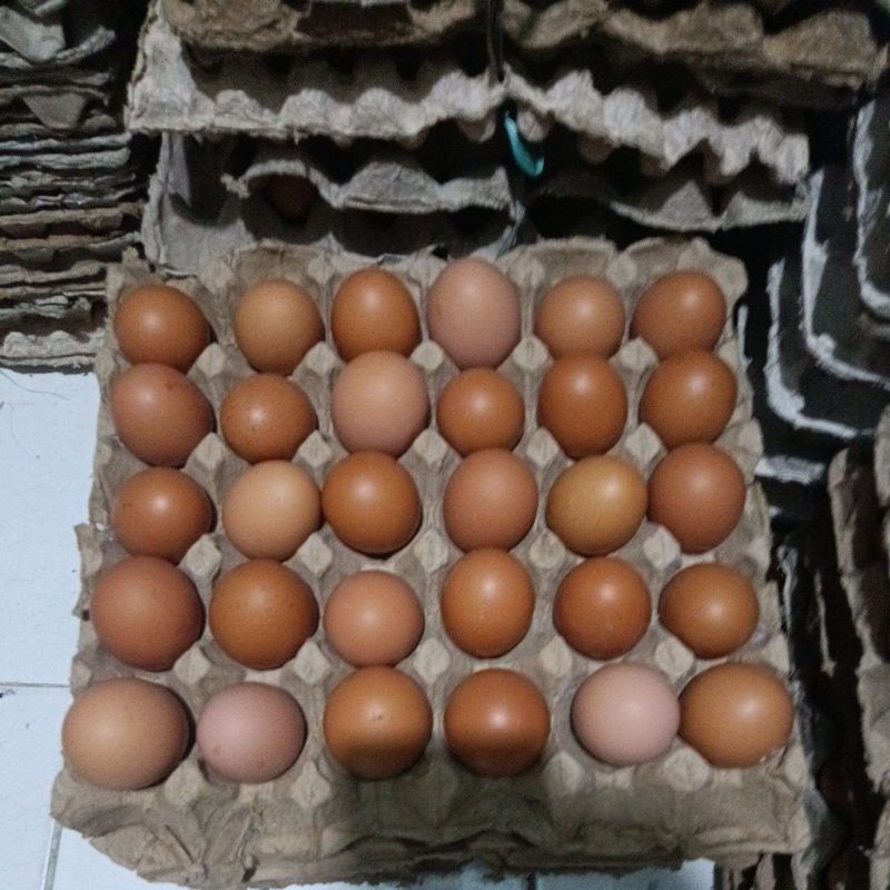 

telur ayam omega