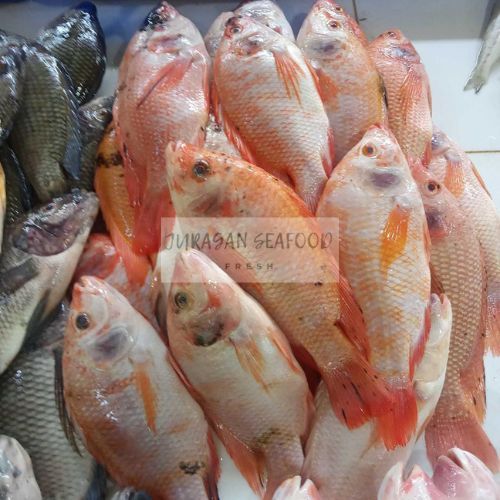 

IKAN NILA MERAH TAWAR SEGAR FRESH