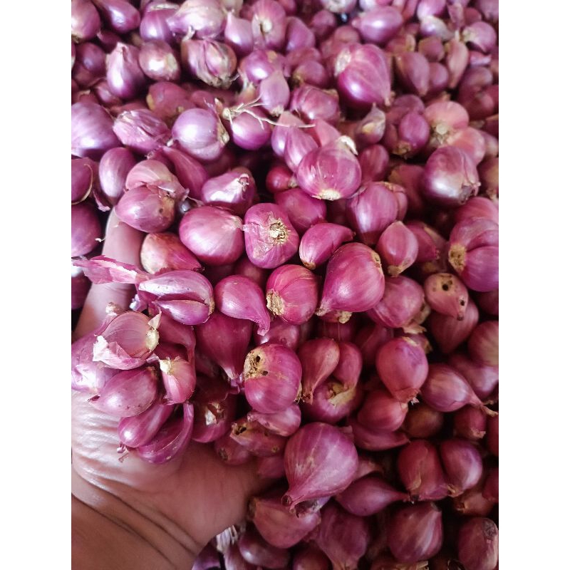 

bawang merah brambang