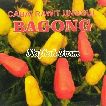 Benih 25 Biji Cabe Rawit BAGONG