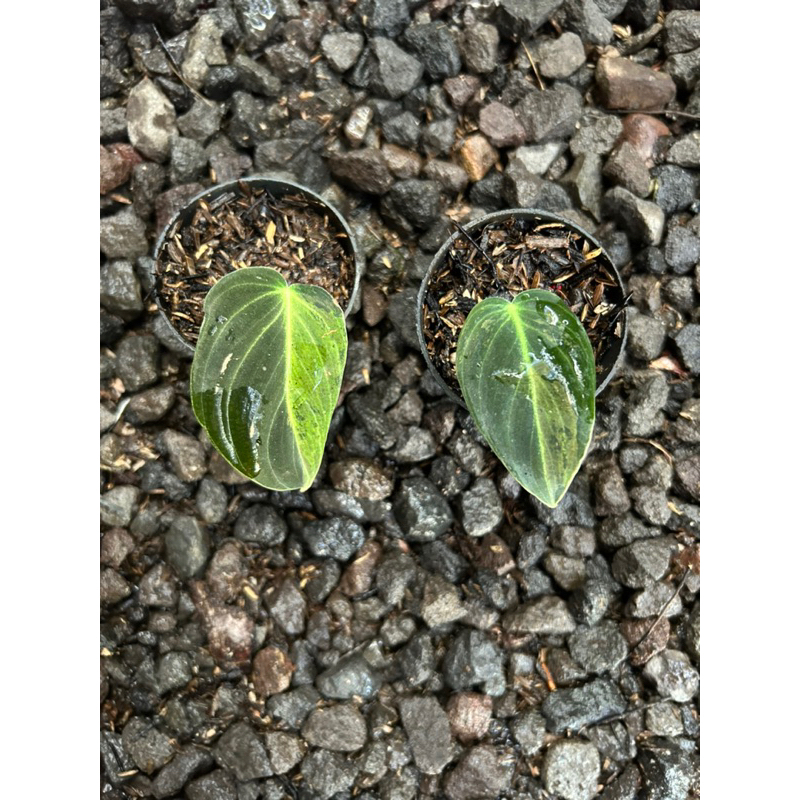 Philodendron Melano Variegata 1 daun