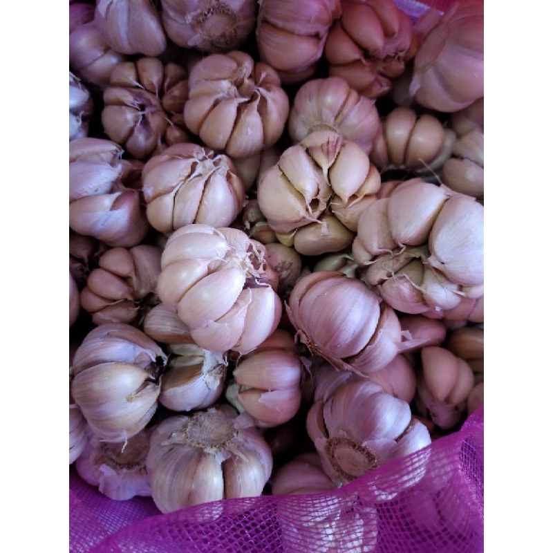 

Bawang Putih Murah