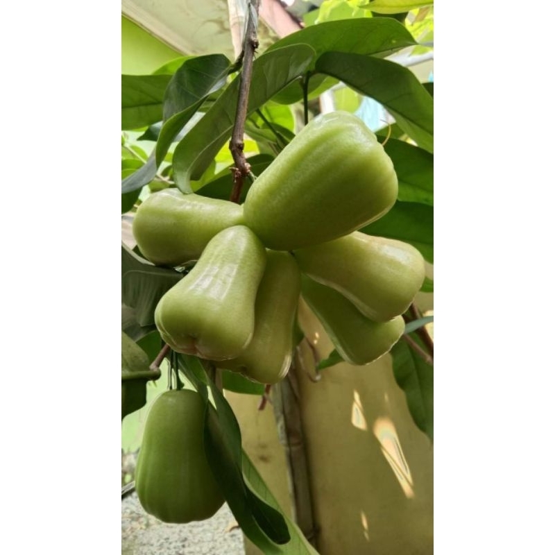 Bibit Jambu Air Madu Deli