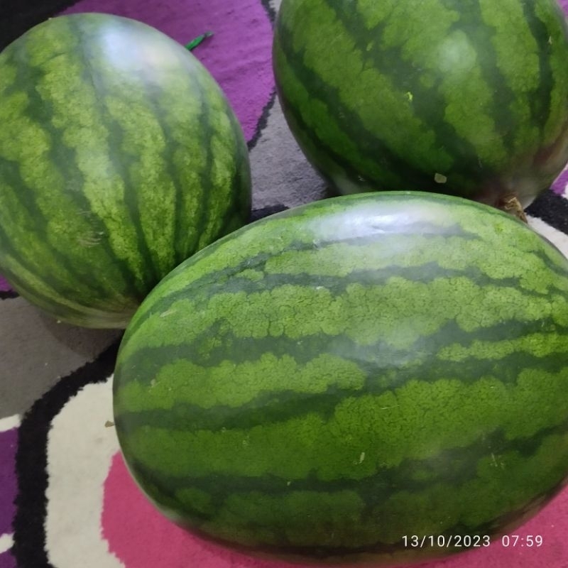 

Semangka Merah Bulat Bandar Lampung
