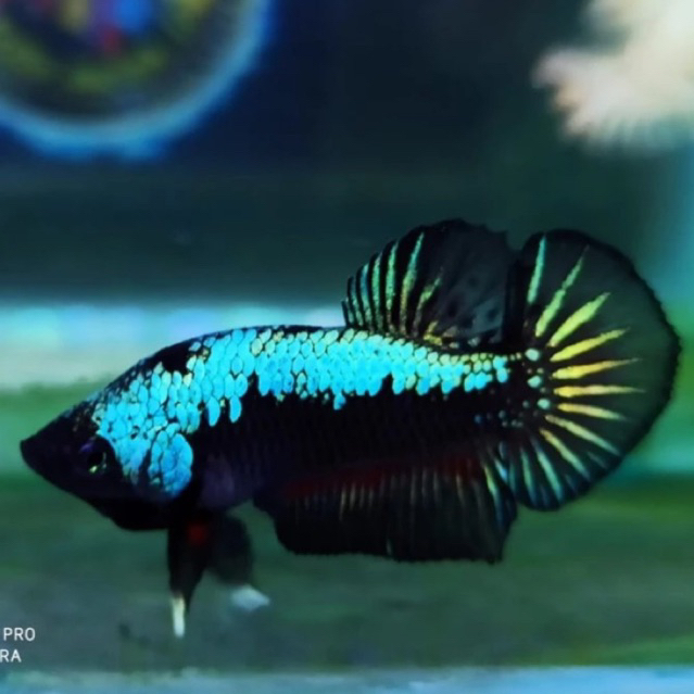 CUPANG GREEN SAMURAI LIMITED SIZE M