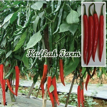 Benih 10 Biji Cabe Besar DIMAS F1