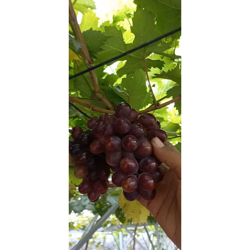 Bibit anggur import Early Adora