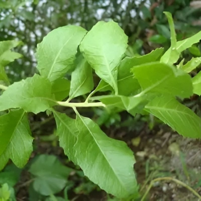 

daun beluntas,daun luntas segar 1kg