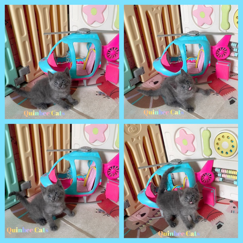 Kucing BSH x Persia blue solid / abu abu