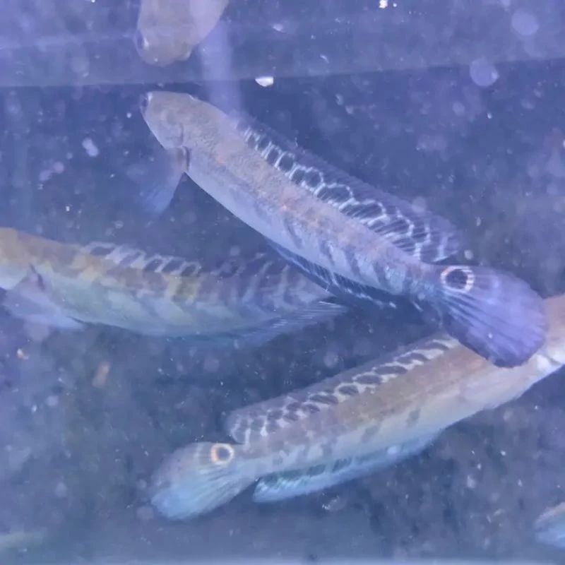 PROGRESS CHANA YS DORSAL BATIK SIMET + free sticker