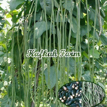 Benih 15 Biji Kacang Panjang JALITENG