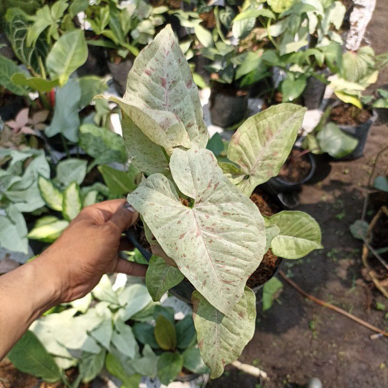 Syngonium milk confetti