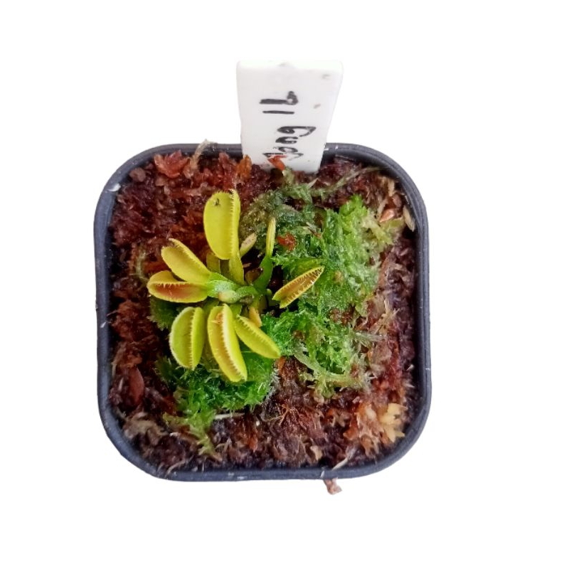 Vft Venus fly trap kim jong il