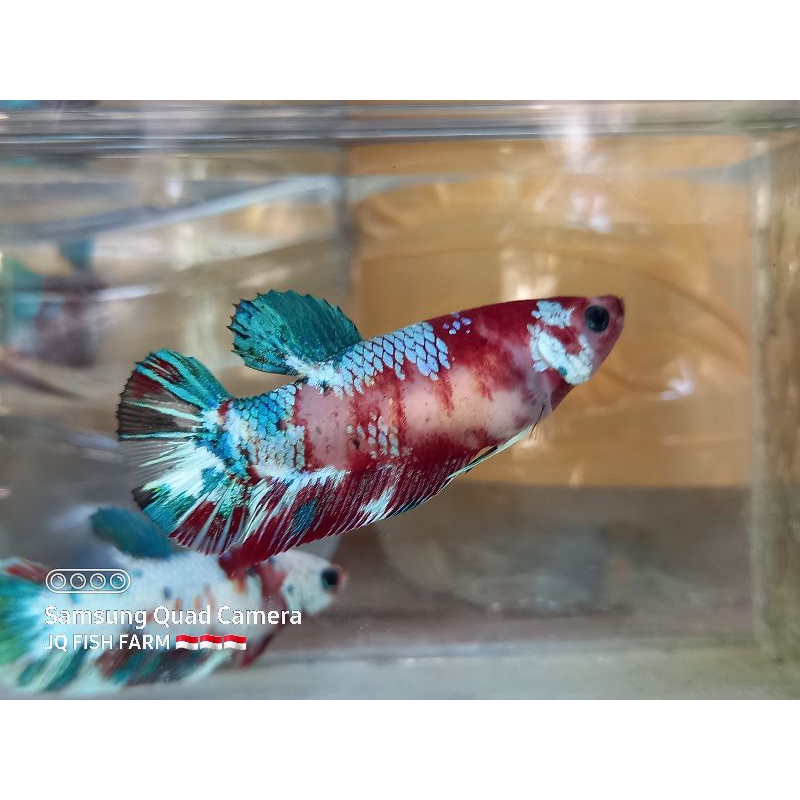 cupang multicolor ( female )