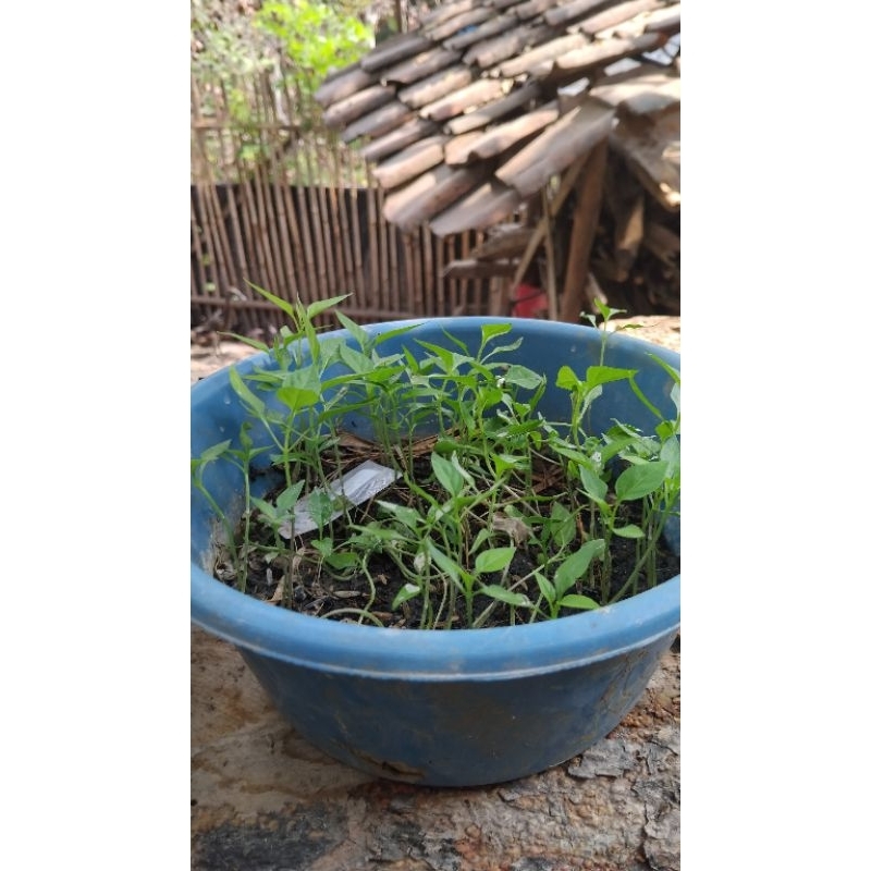 

padi petani unggulan