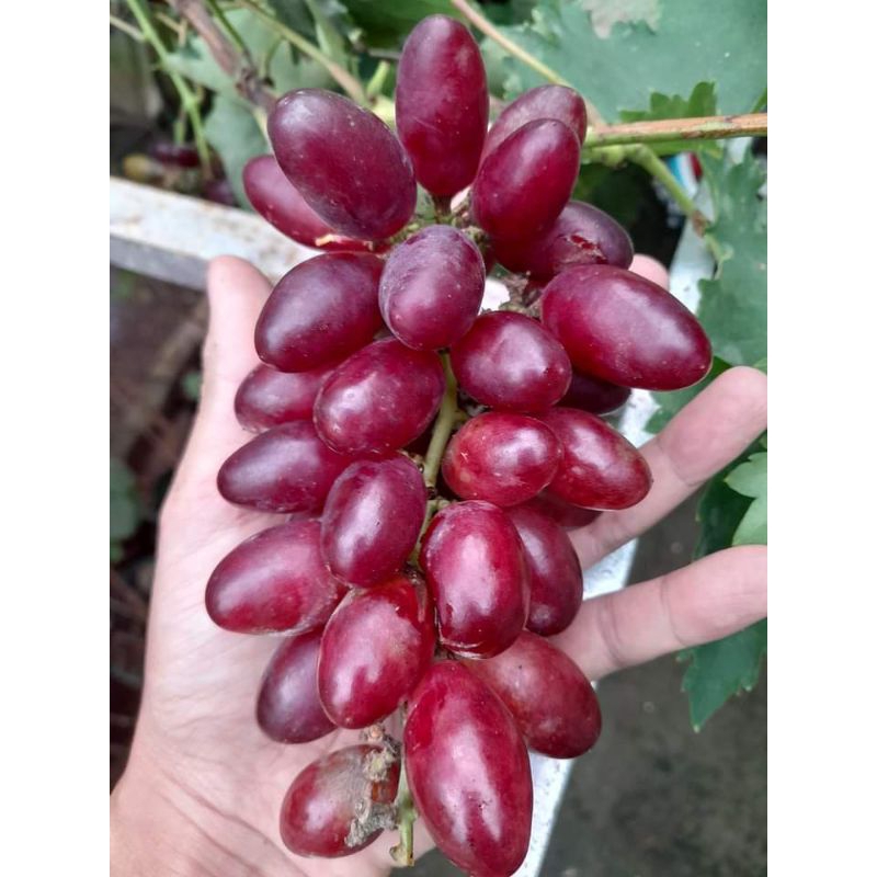 bibit anggur merah Montidor RS so4, kober5bb